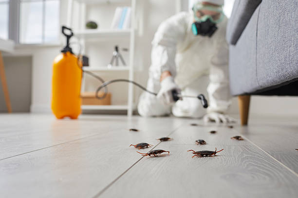 Affordable Termite Control solutions in Ettrick, VA